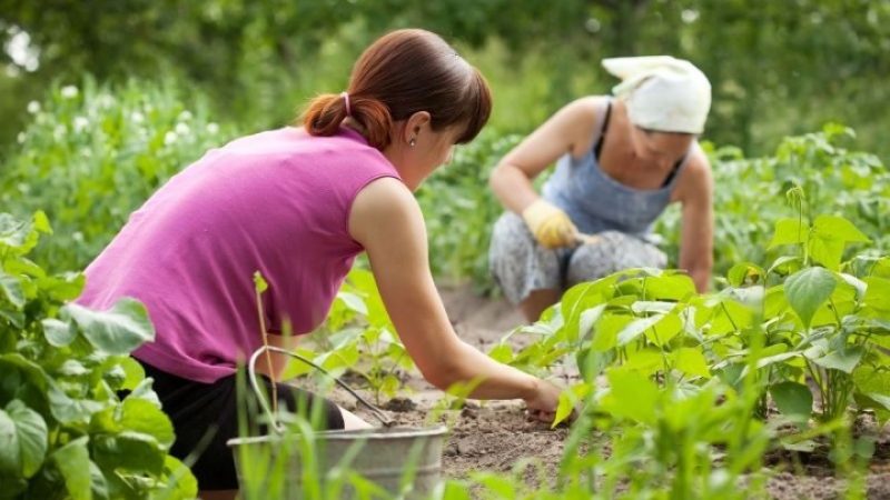 Dobre vijesti za poljoprivrednike u Zeničko – dobojskom kantonu: Ministarstvo za poljoprivredu osiguralo 350.000 KM za podršku proljetnoj sjetvi u ZDK