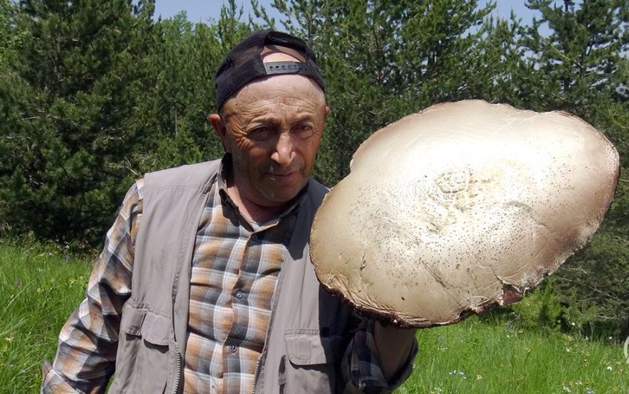 Stanovnici iznenađeni otkrićem: Nakon obilnih padavina ponikle džinovske gljive koje su jestive!