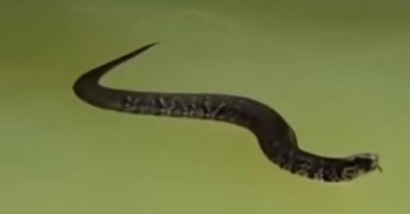 Više od 20 miliona ljudi pogledalo je snimku zmije koja pliva u rijeci. Evo zašto…