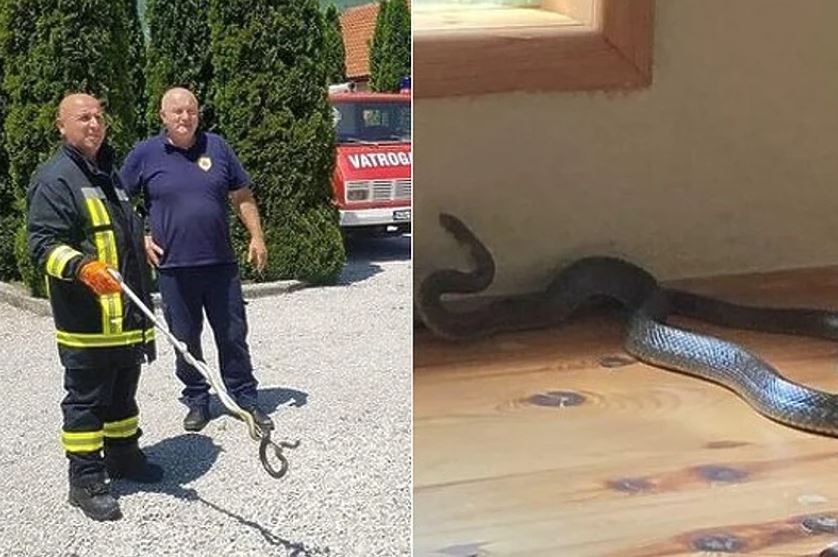Drama u BiH: Velika zmija ušla u porodičnu kuću, reagovali vatrogasci
