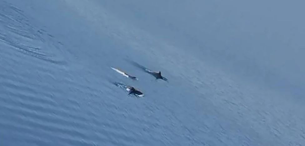 NESVAKIDAŠNJA POJAVA U NEUMU Pogledajte snimak koji su zabilježili građani, viđeno je jato delfina kako plivaju Jadranskim morem