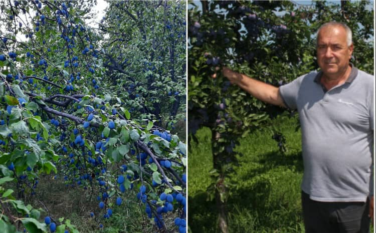 Voćari iz BiH u velikim problemima, proizvođar Raif Čolić: “Traže dnevnicu 50-60 maraka i opet ih je teško naći, neće narod da radi, to je prava istina”