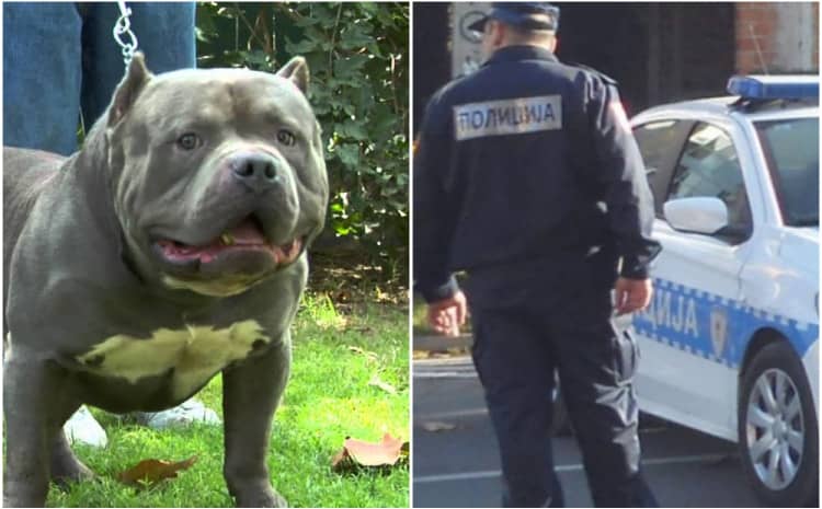 Užas kod Teslića: Pit bull napao djecu, pa ga objesio otac dječaka