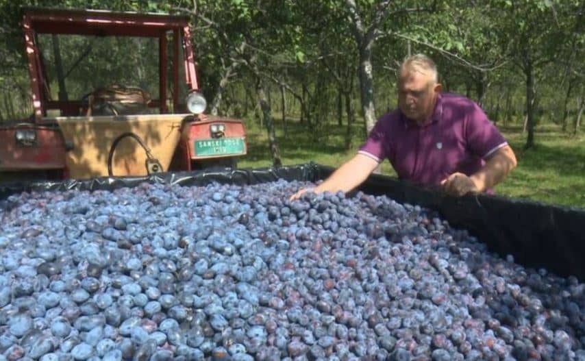 Spektakularan urod kod bh. poljoprivrednika: Odlučio se život na selu i nije se pokajao, očekuje 50 tona šljiva, a uzgaja čak i badem