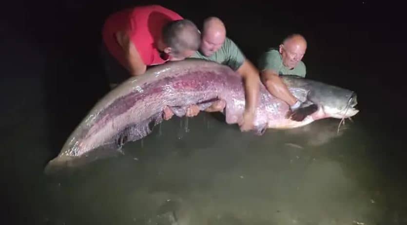 Ulovili grdosiju od dva i pol metra u jezer, oglasili se pecari: ‘Som ima oko 100 kila, ovo je riba života’