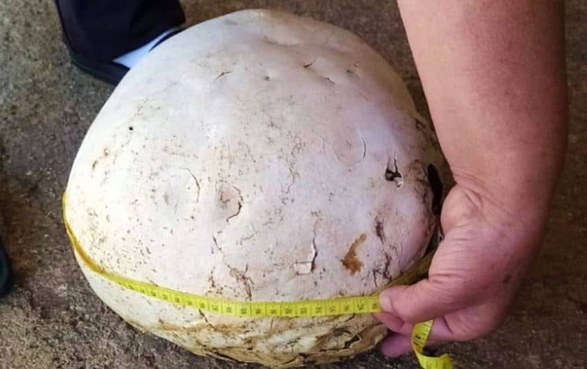 Interesantna priča sa Balkana, pronašao gljivu tešku tri kilograma, oglasio se i pronalazač