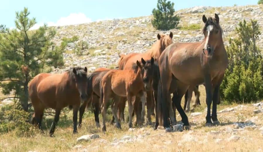 Pogledajte predivnu reportažu: Bosanski brdski konji u prirodnom okruženju