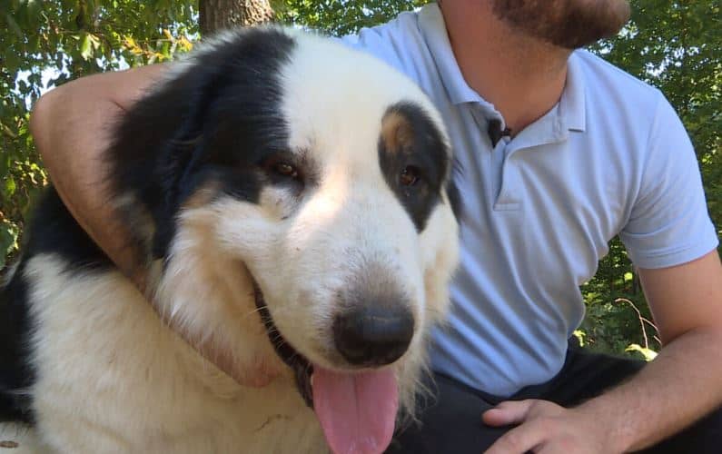 Jedan od najljepših pasa na svijetu živi u BIH: Pogledajte snimak i upoznajte pseću družinu tornjaka