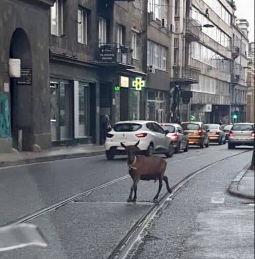 Neobičan prizor u centru Sarajeva iznenadio vozače