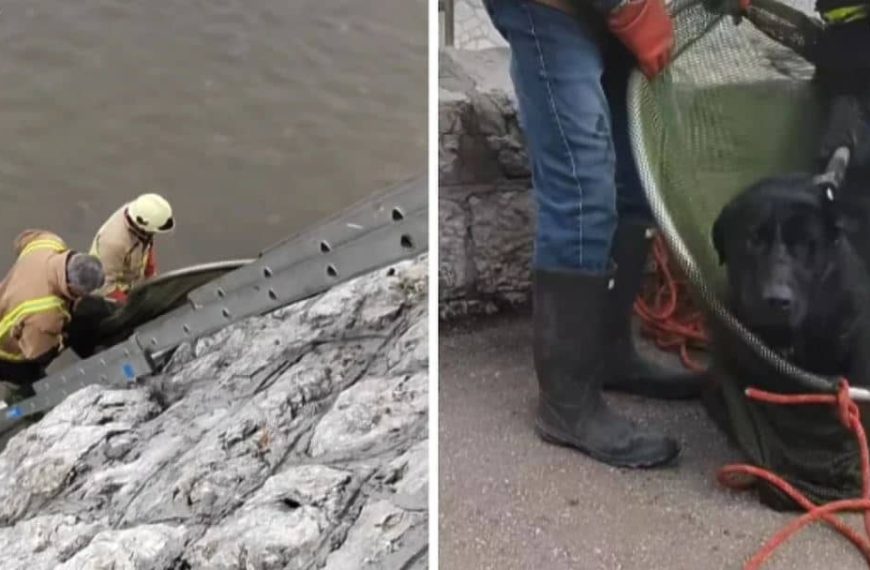 Pogledajte snimak koji se pojavio: Fantastična reakcija sarajevskih vatrogasaca kruži društvenim mrežama, spasili su psa iz hladne Miljacke!