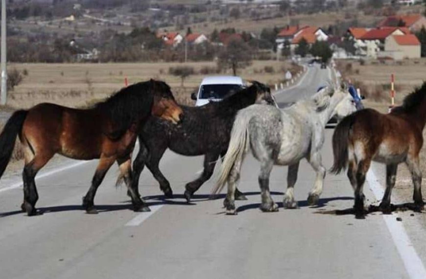 Dvije nezgode u sat vremena, u obje se automobili sudarili sa konjima, vozači iz Tešnja