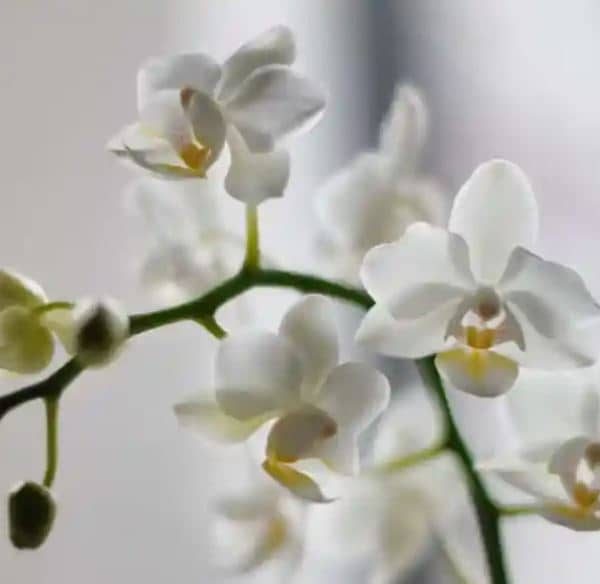 Koristan savjet: Orhideje ovu tečnost vole skoro više nego vodu