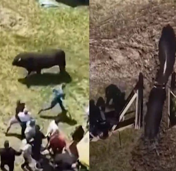 Incident na koridi u BiH: Pogledajte snimak, ljudi su u panici počeli su da…