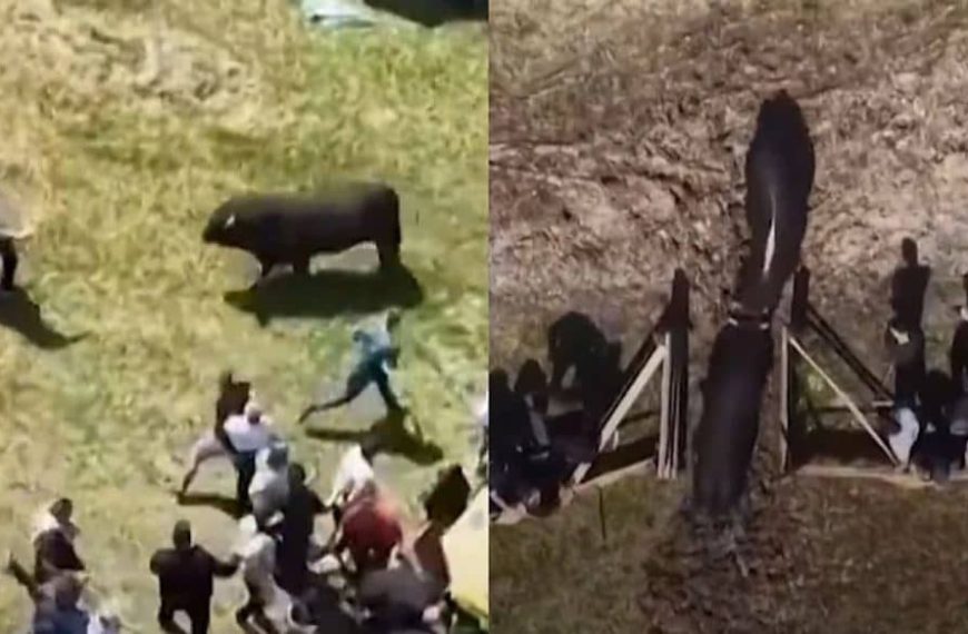 Incident na koridi u BiH: Pogledajte snimak, ljudi su u panici počeli su da bježe, bikovi otišli u publiku nakon što su vrata arene ostala otvorena
