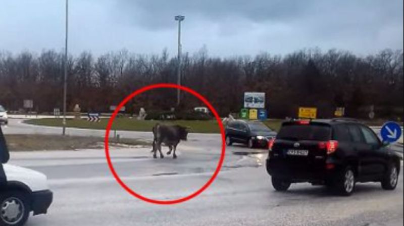 SAMO U BIH / Bik zaustavio promet na kružnom toku!