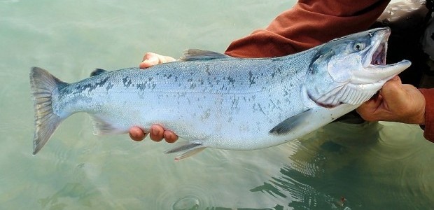 Svjetski stručnjaci upozoravaju: Ribama u rijekama i jezerima prijeti nestanak!